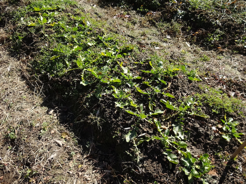 自給畑 自然菜 無添加栽培 画像