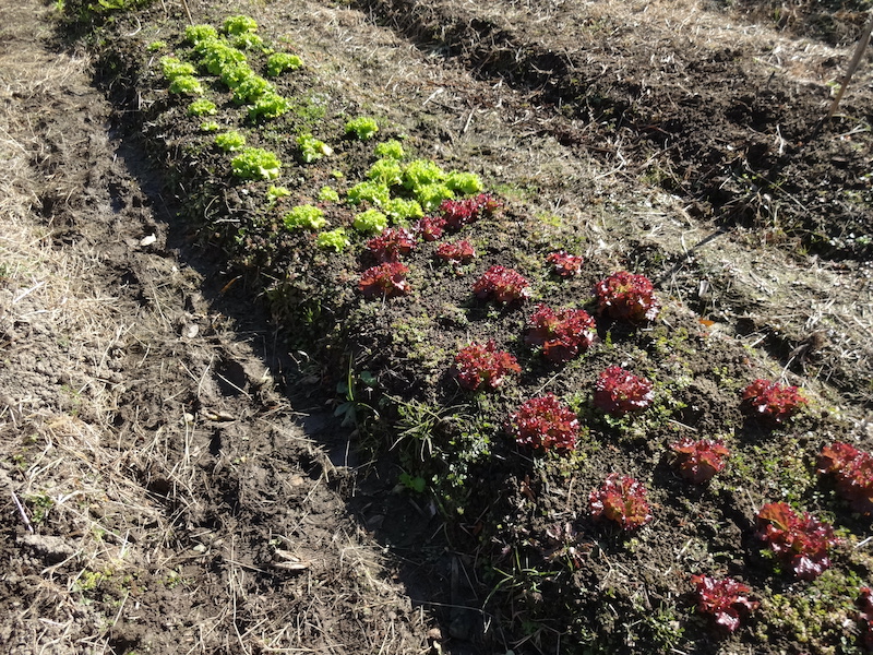 自給畑 自然菜 無添加栽培 画像