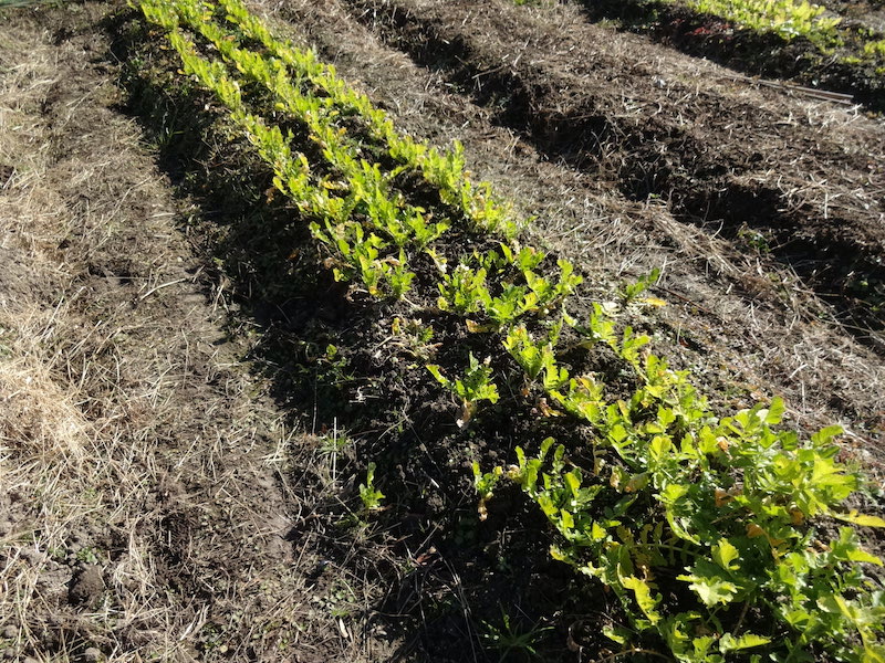 自給畑 自然菜 無添加栽培 画像