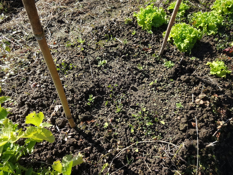 自給畑 自然菜 無添加栽培 画像