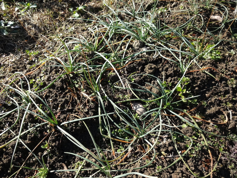 自給畑 自然菜 無添加栽培 画像