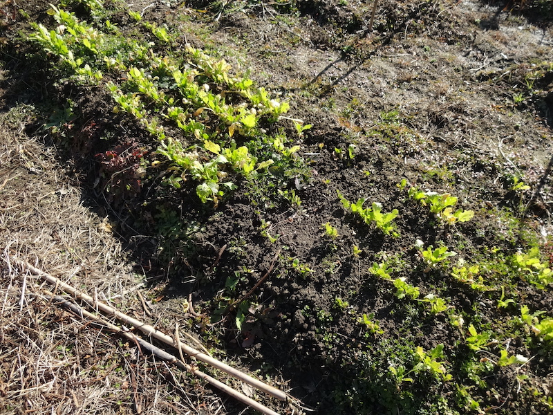 自給畑 自然菜 無添加栽培 画像