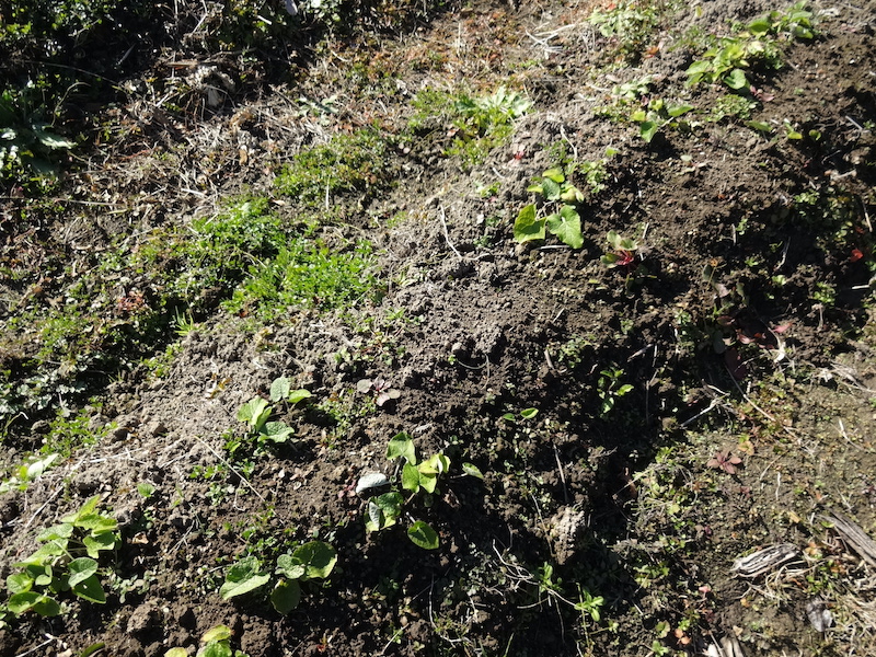 自給畑 自然菜 無添加栽培 画像