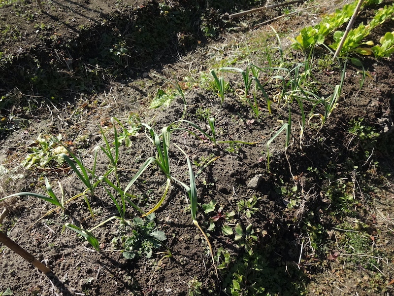 自給畑 自然菜 無添加栽培 画像