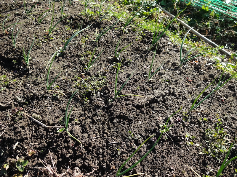 自給畑 自然菜 無添加栽培 画像