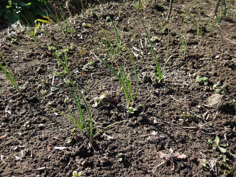 自給畑 自然菜 無添加栽培 画像