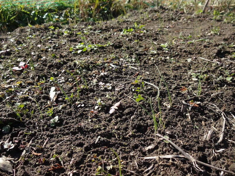 自給畑 自然菜 無添加栽培 画像