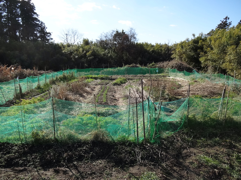 自給畑 自然菜 無添加栽培 画像