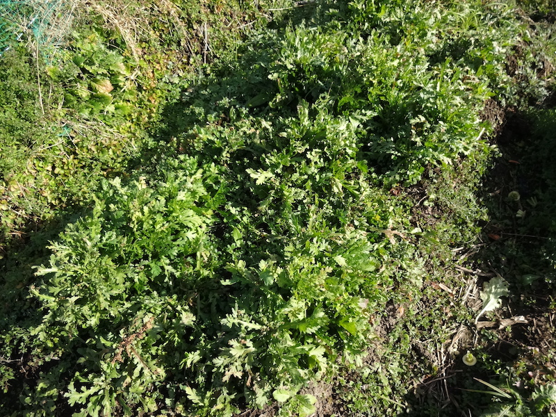 自給畑 自然菜 無添加栽培 画像