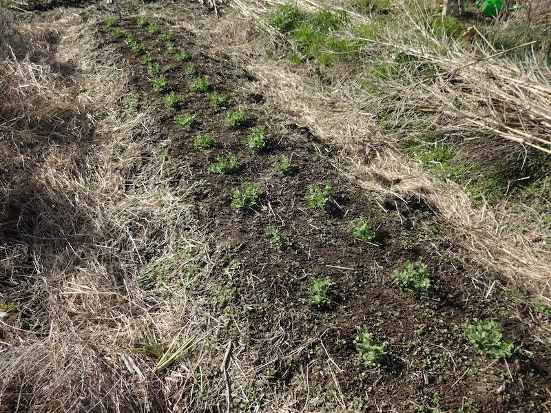 スナップ 自然菜 無添加栽培