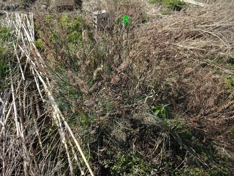 自給畑 自然菜 無添加栽培 画像