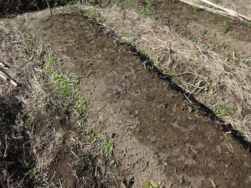 自給畑 自然菜 無添加栽培 画像