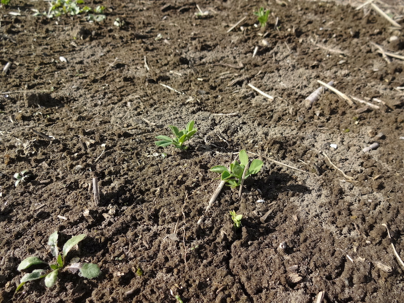 スナップ 自然菜 無添加栽培