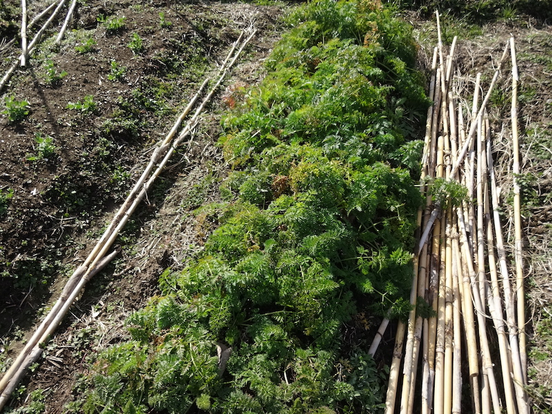 自給畑 自然菜 無添加栽培 画像