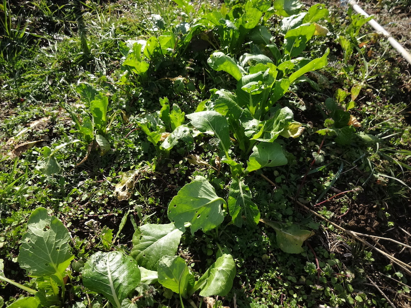 自給畑 自然菜 無添加栽培 画像