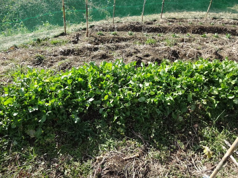 自給畑 自然菜 無添加栽培 画像