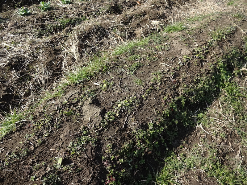 自給畑 自然菜 無添加栽培 画像