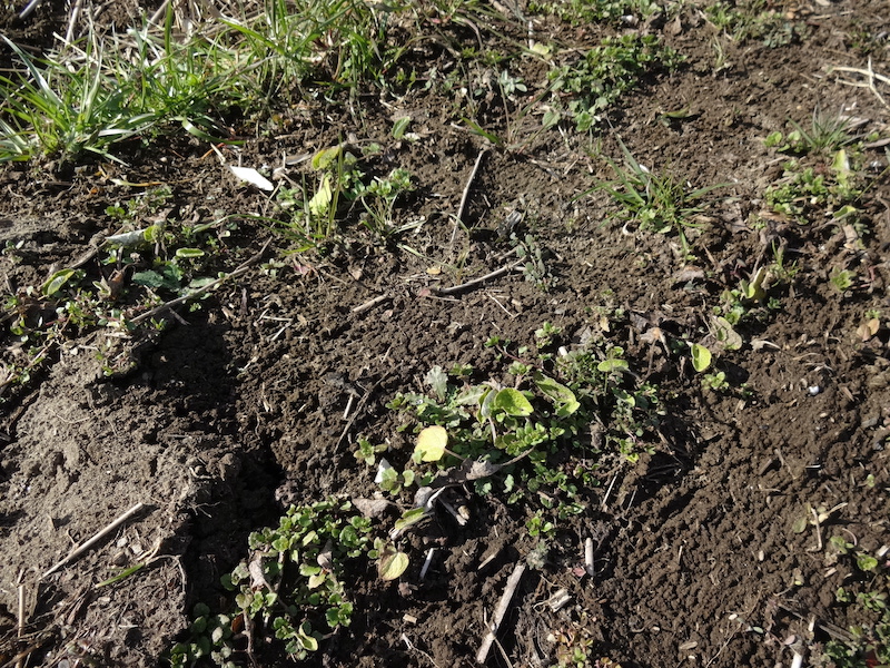 自給畑 自然菜 無添加栽培 画像