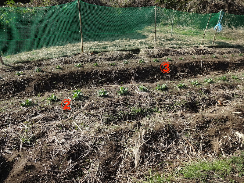 ソラマメ 自然菜 無添加栽培