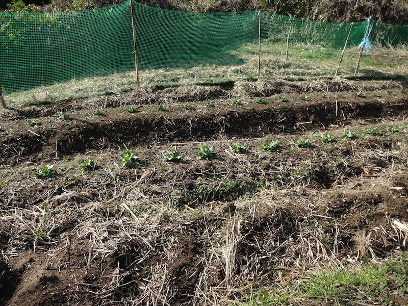 自給畑 自然菜 無添加栽培 画像