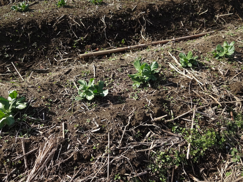 自給畑 自然菜 無添加栽培 画像