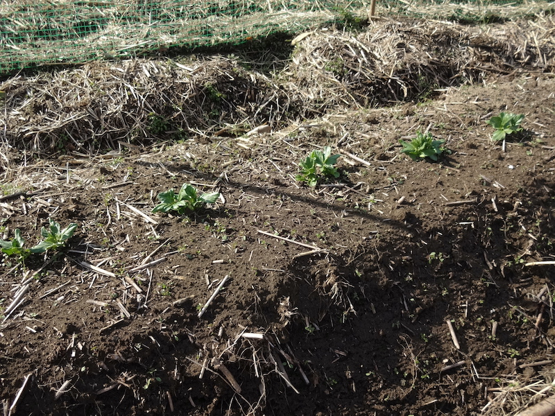 ソラマメ 自然菜 無添加栽培