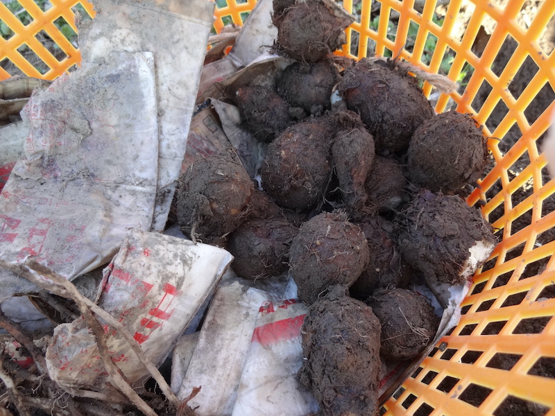 自給畑 自然菜 無添加栽培