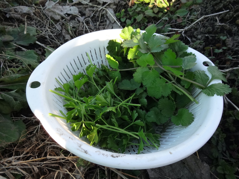 自給畑 自然菜 無添加栽培