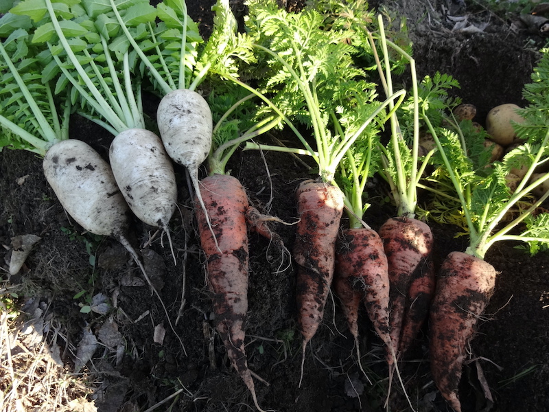 自給畑 自然菜 無添加栽培
