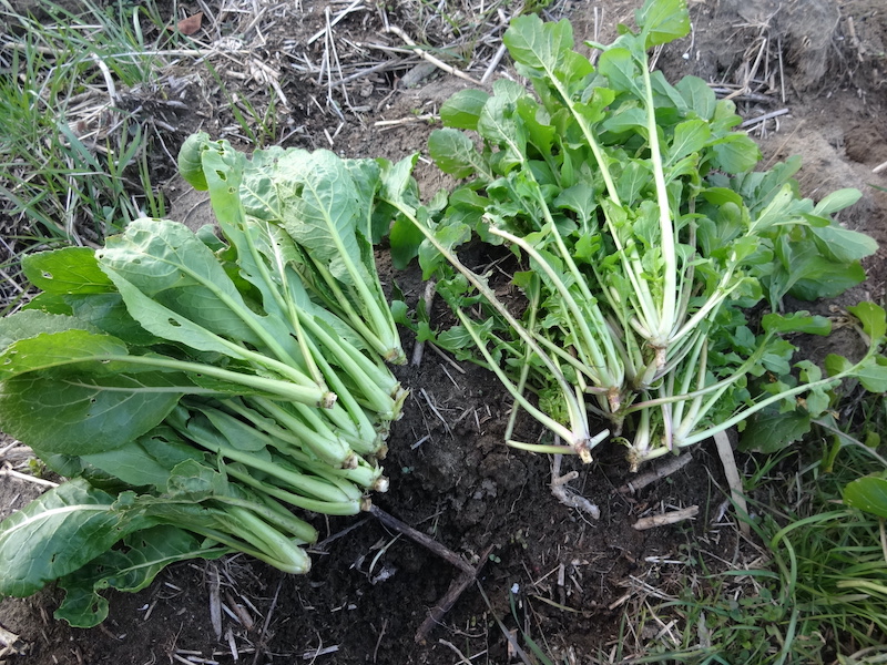 自給畑 自然菜 無添加栽培