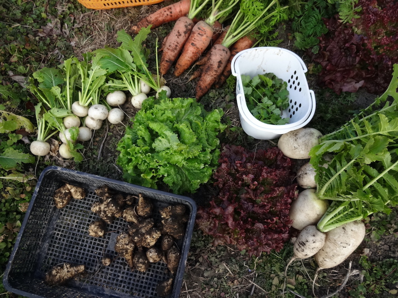自給畑 自然菜 無添加栽培