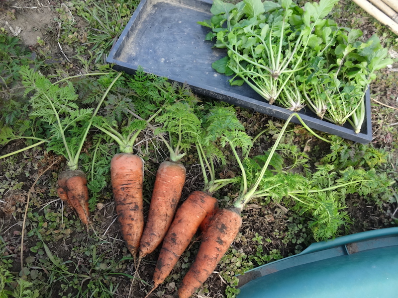 自給畑 自然菜 無添加栽培