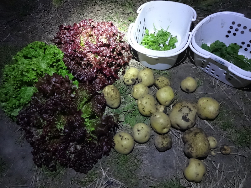 自給畑 自然菜 無添加栽培