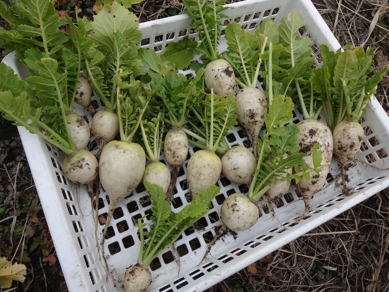 自給畑 自然菜 無添加栽培