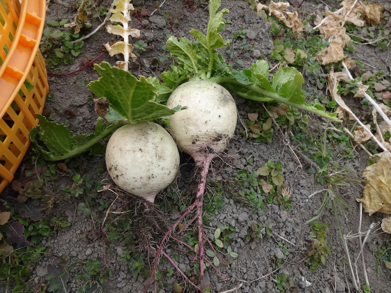 自給畑 自然菜 無添加栽培