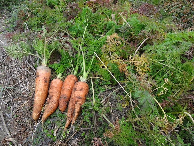 自給畑 自然菜 無添加栽培