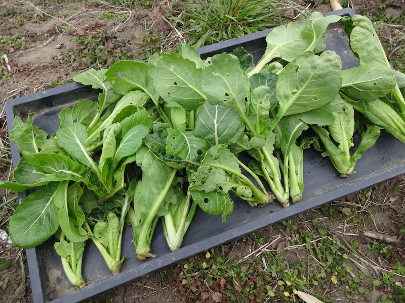 自給畑 自然菜 無添加栽培