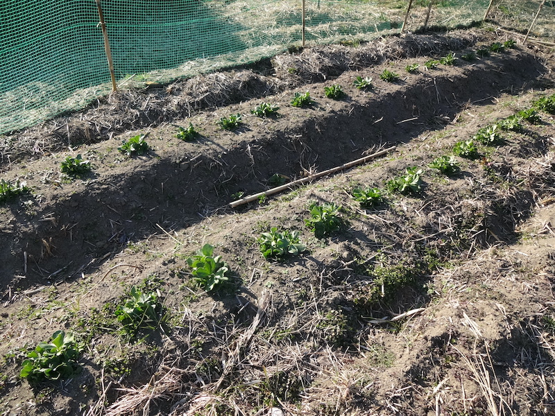 ソラマメ　自然菜　無添加栽培