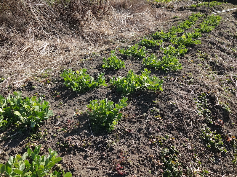 スナップ　自然菜　無添加栽培
