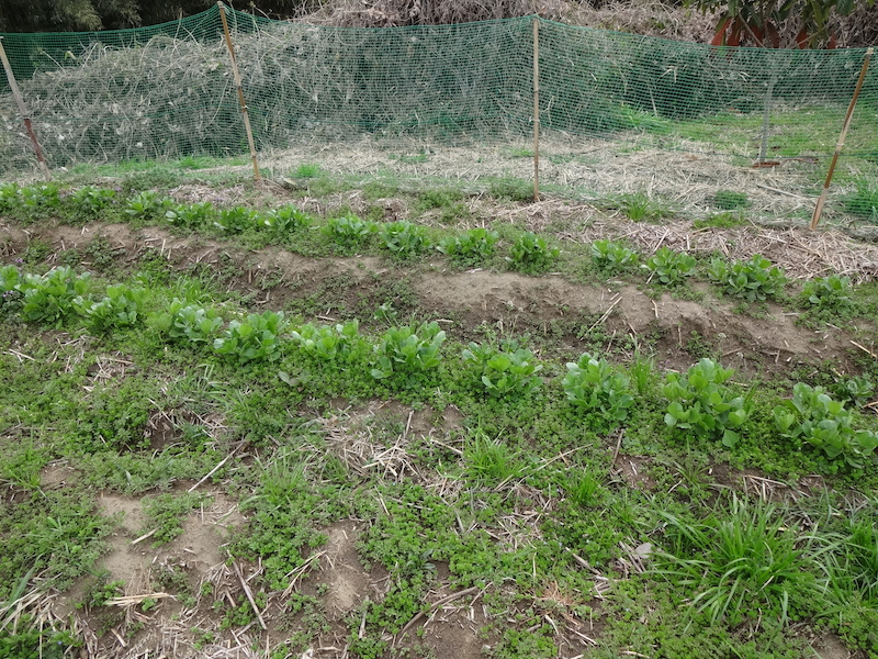 ソラマメ　自然菜　無添加栽培