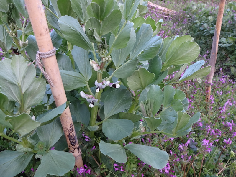 ソラマメ　自然菜　無添加栽培