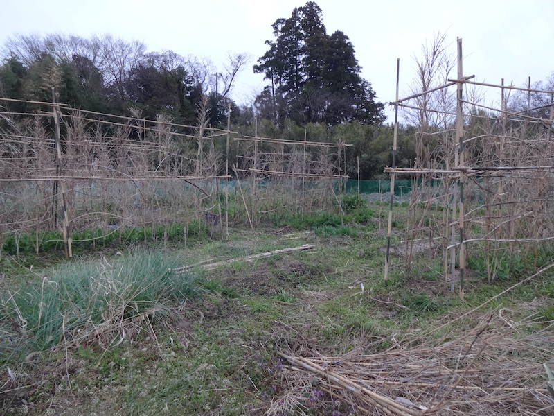 スナップ　自然菜　無添加栽培