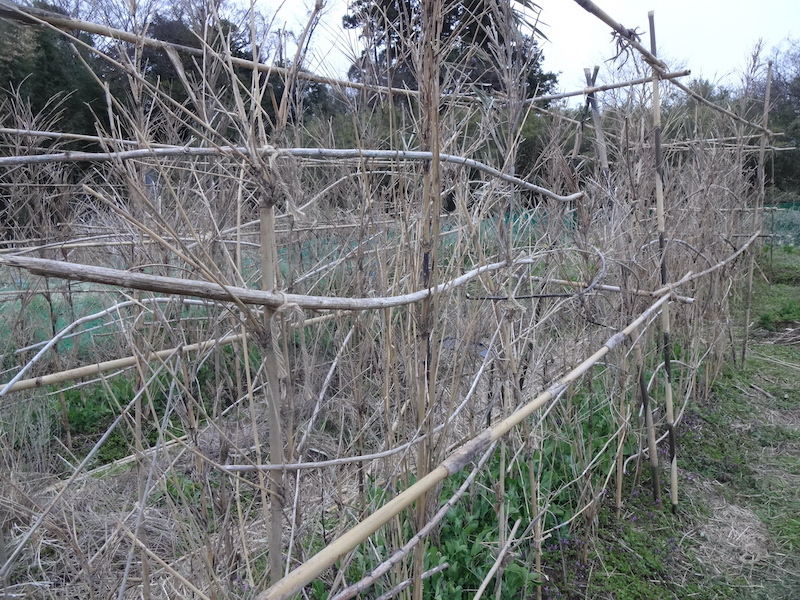 スナップ　自然菜　無添加栽培