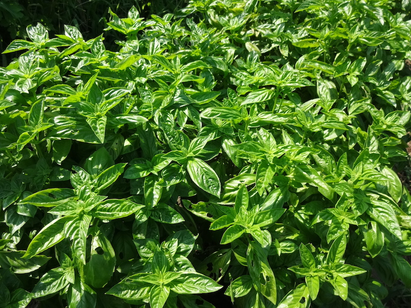 バジルバス　乾燥バジル　入浴剤