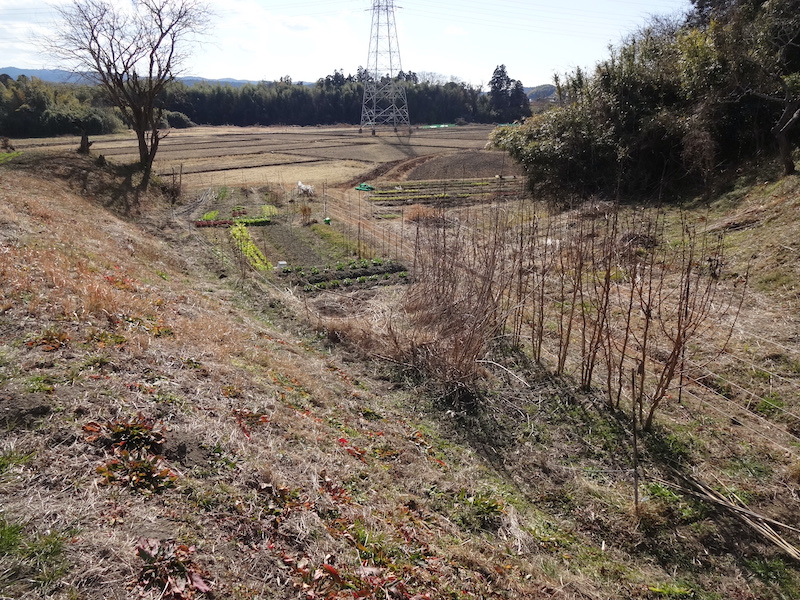 自給畑 自然菜 無添加栽培