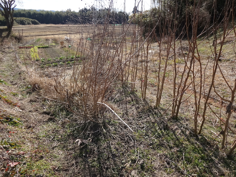 自給畑 自然菜 無添加栽培