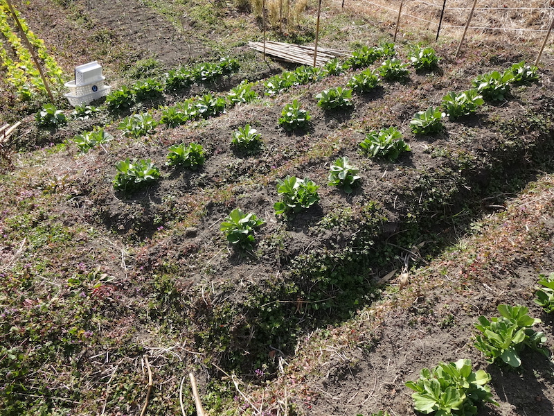 自給畑 自然菜 無添加栽培