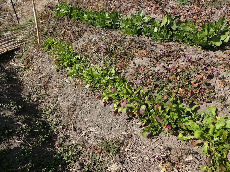 自給畑 自然菜 無添加栽培