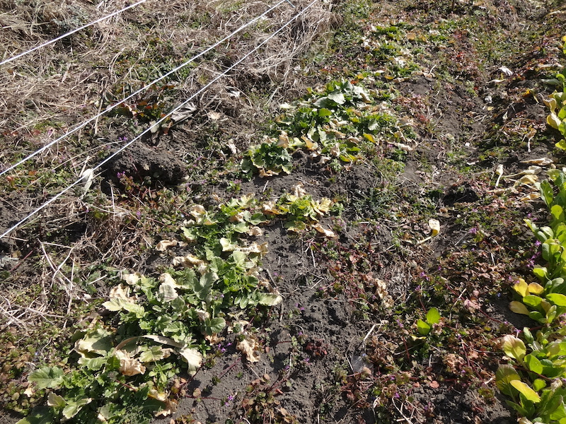 自給畑 自然菜 無添加栽培