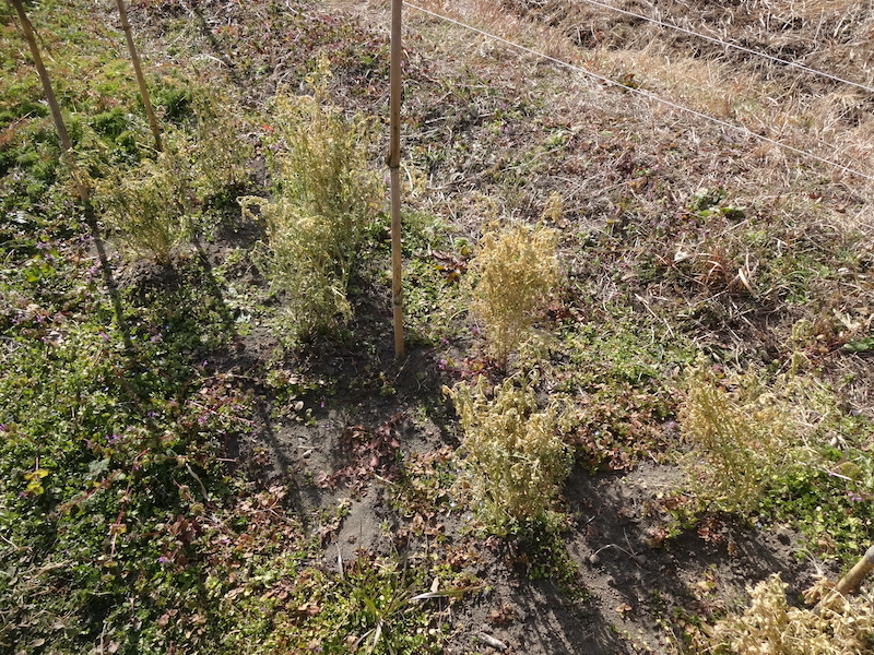 自給畑 自然菜 無添加栽培